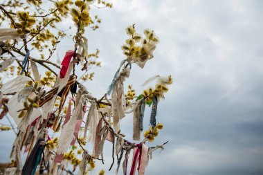 ağaca bağlı şeritler, eski halk rite dağlarda çiçek açan dalları
