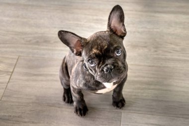 Küçük beyaz ve çizgili Fransız buldog köpeği.