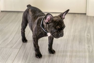 Küçük beyaz ve çizgili Fransız buldog köpeği.