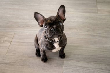 Küçük beyaz ve çizgili Fransız buldog köpeği.