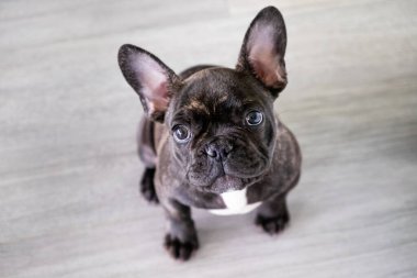 Küçük beyaz ve çizgili Fransız buldog köpeği.