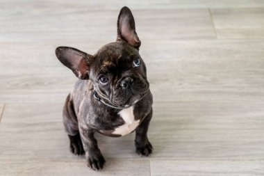 Küçük beyaz ve çizgili Fransız buldog köpeği.