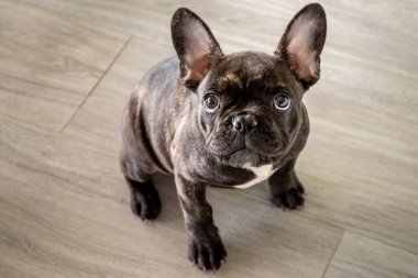 Küçük beyaz ve çizgili Fransız buldog köpeği.