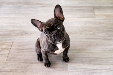Küçük beyaz ve çizgili Fransız buldog köpeği.