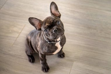 Küçük beyaz ve çizgili Fransız buldog köpeği.