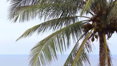 Palmiye ağacı closeup yaprak rüzgarda