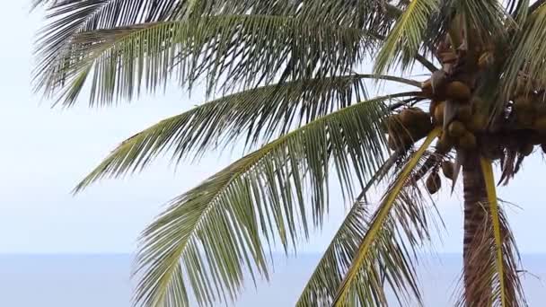 Крупный план пальмового листа, дующего на ветру — стоковое видео