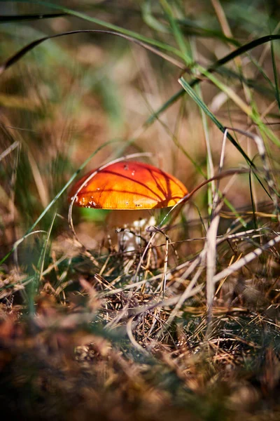 Hermoso Hongo Venenoso Bosque Otoño — Foto de Stock