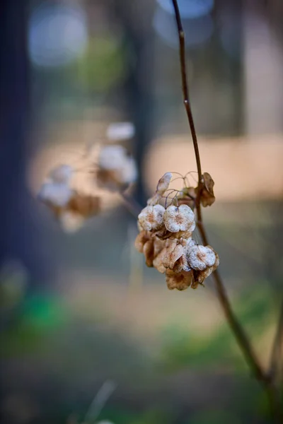 Torkad Blomma Höstskogen — Stockfoto