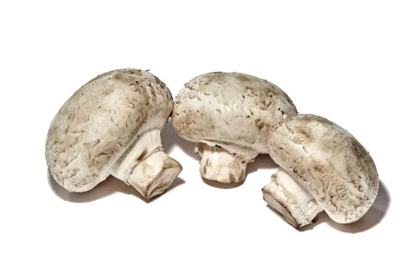 Champignons Sfondo Bianco Immagine Stock