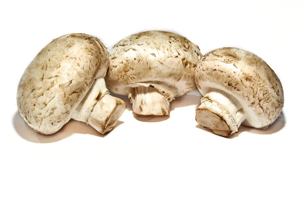 Champignons Sfondo Bianco Immagine Stock