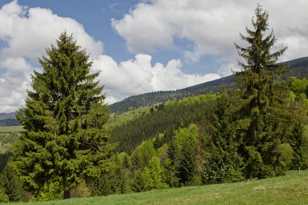 nature Ukraine panorama Carpathians mountains _