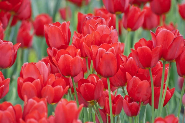 Tulipanes Primavera Flores Para Regalo — Foto de Stock