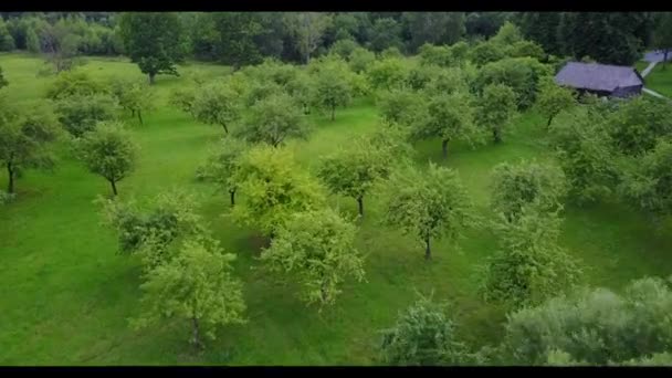 Penerbangan di helikopter di atas kebun hijau dengan sungai — Stok Video