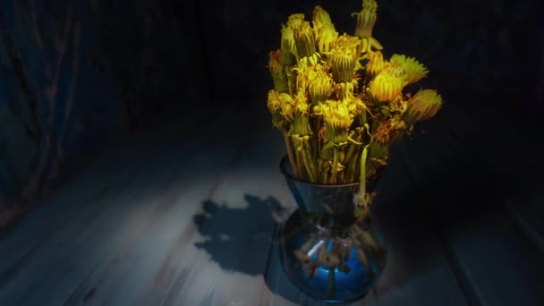 Zeitraffer Löwenzahn Einer Blauen Vase Nahaufnahme Blume Gelb — Stockvideo