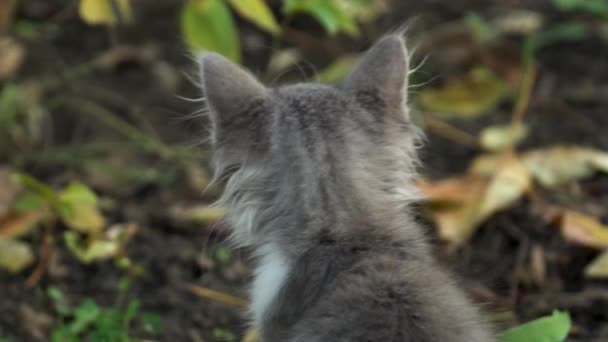 Arka bahçede küçük bir yavru kedi oturur ve başını bir çerçeve içine döner — Stok video