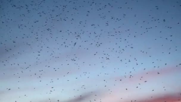 在日落的夏日天空中 成群的蚊子在大自然中嗡嗡作响 — 图库视频影像