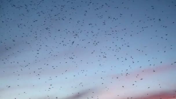 Sciame Zanzare Ronzio Natura Tramonto Cielo Estivo — Video Stock