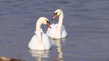 İki güzel beyaz kuğular arayışı içinde balık Abrau gölde yüzmek