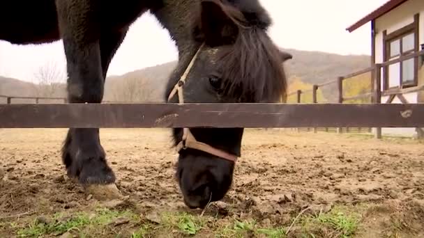 Dwa brązowe konie islandzkim rasy na wybiegu.. — Wideo stockowe