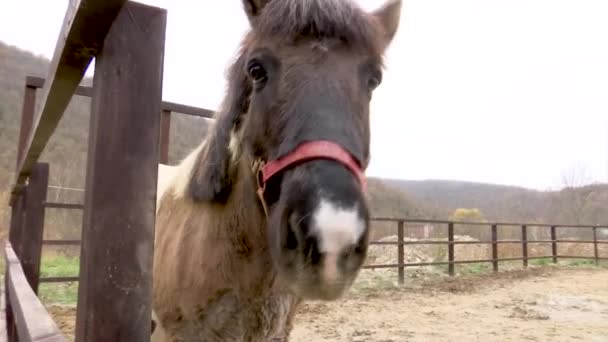 Un sympathique cheval brun de race islandaise marche dans le geôlier. Arrête et respire dans la caméra .