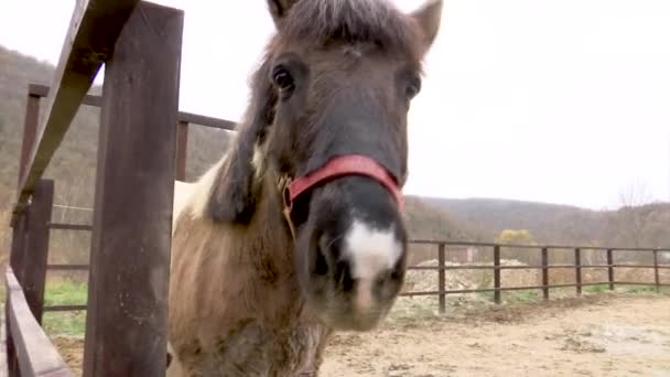 Um cavalo marrom amigável da raça islandesa caminha no lamentador. Pára e respira na câmera . — Vídeo de Stock