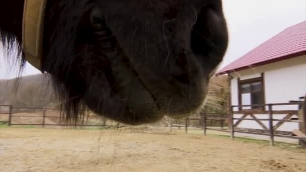 Lippen van een vriendelijke bruin paard van IJslands broeden in de pen. — Stockvideo