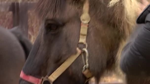 Clean and caring for the mane of a friendly brown horse of Icelandic breed in the pen. — Stock Video