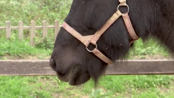 Lippen van een vriendelijke bruin paard van IJslands broeden in de pen. — Stockvideo