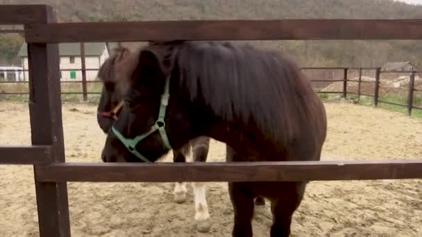 Horses of the Icelandic breed peep out of the pen — Stock Video