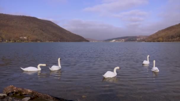 Um bando de cisnes brancos no Lago Abrau acenando suas asas — Vídeo de Stock