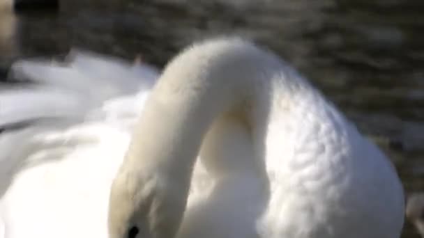 Cisne Branco limpa penas na margem do lago — Vídeo de Stock