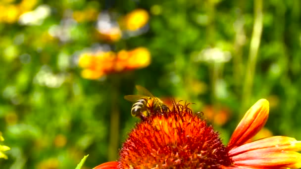 Bee som lyfter från en röd blomma — Stockvideo