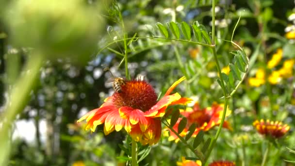 Abelha rasteja em uma flor vermelha em busca de mel — Vídeo de Stock