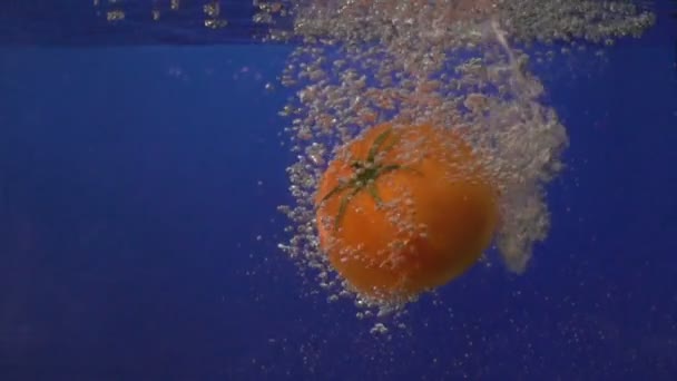 Tomate rouge tourbillonne dans l'eau claire sur un fond bleu . — Video