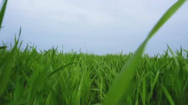 Hojas verdes jóvenes de trigo en tierras de cultivo en un día soleado. El trigo verde joven que crece en una gran granja industrial . — Vídeo de stock