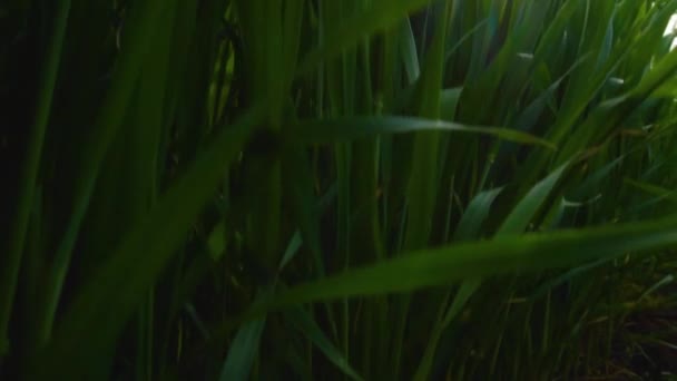 Powolne panorama młodych pędów pszenicy w polu — Wideo stockowe
