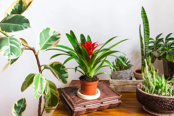 Flower pots on the desk. Houseplants in modern interior. Home decor. — Stock Image Flower pots on the desk. Houseplants in modern interior. Home decor. Royalty Free Stock Images