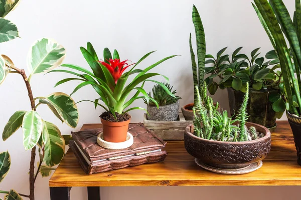 Houseplants on wooden desk in stylish interior. — Stock Image Houseplants on wooden desk in stylish interior. Stock Photo