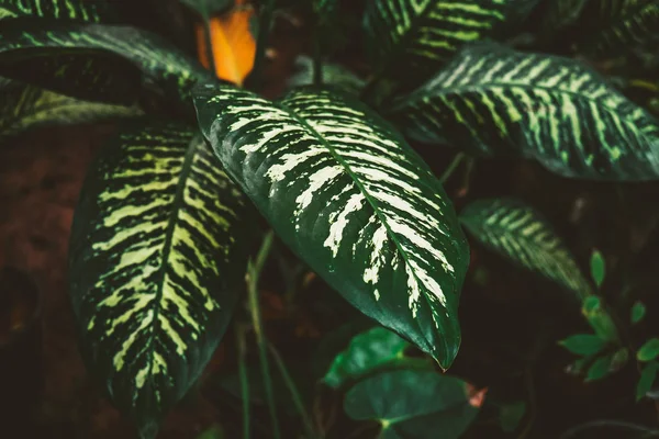 Tropical ornamental leaves. Dieffenbachia plant.