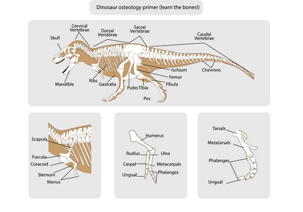 ภาพเวกเตอร์ของกระดูกไดโนเสาร์ — ภาพเวกเตอร์สต็อก