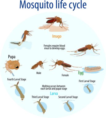 Sivrisinek yaşam döngüsü