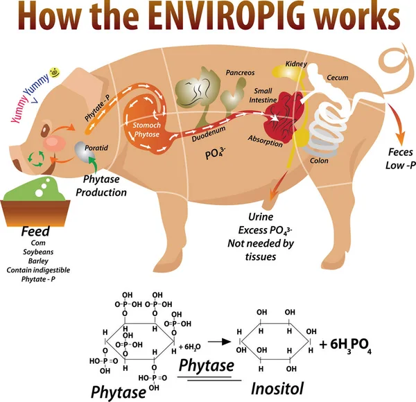 Enseignement de l'anatomie porcine — Image vectorielle