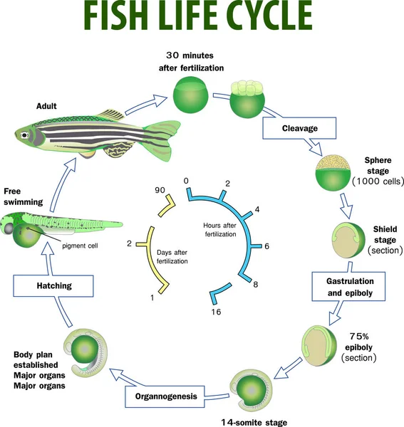 Lebenszyklus von Fischen — Stockvektor
