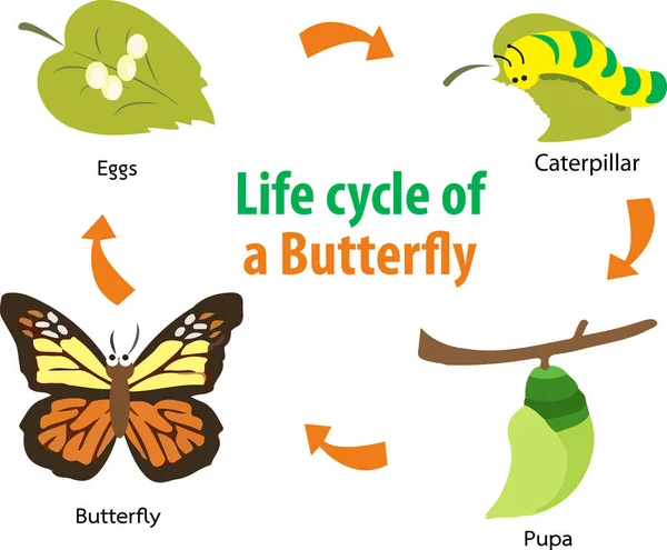 Ciclo de vida da borboleta —  Vetores de Stock