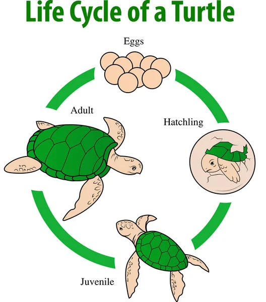 Kaplumbağa yaşam döngüsü — Stok Vektör
