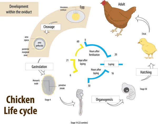 Ciclo de vida del pollo — Vector de stock