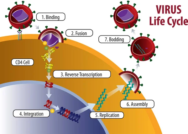 Virus Life cycle — Stock Vector