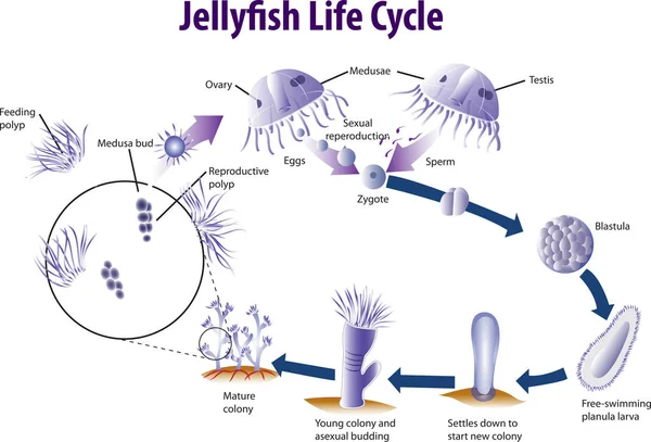 Jelly fisk livscykel — Stock vektor
