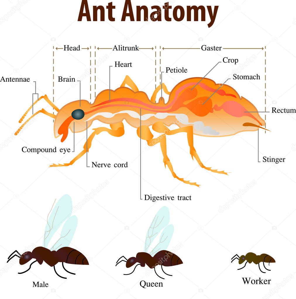 Ant anatomy education
